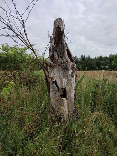 Bäume mit Gesicht-Beitrag-Bild