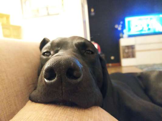 Hunde sind die beste Medizin-Beitrag-Bild