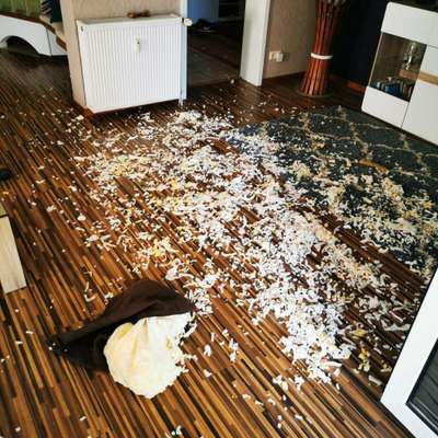 Geschreddert!-Beitrag-Bild