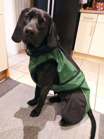 Seltene Rassen!-Beitrag-Bild