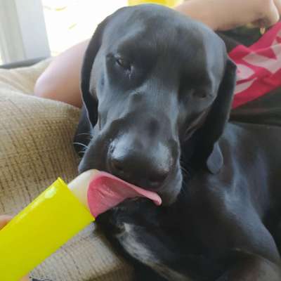 Challenge 23 : "  Euer Hund beim Frühlingserwachen "-Beitrag-Bild