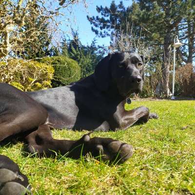 zeigt eure Hunde mit Ihren Frühlingsgefühlen:)-Beitrag-Bild