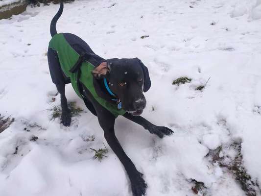 CaniCross. wer hat Erfahrung-Beitrag-Bild