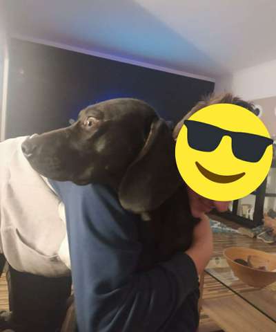 Zeige das lustigste Bild eures Hundis-Beitrag-Bild