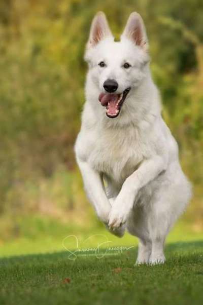 Schäferhund-Beitrag-Bild