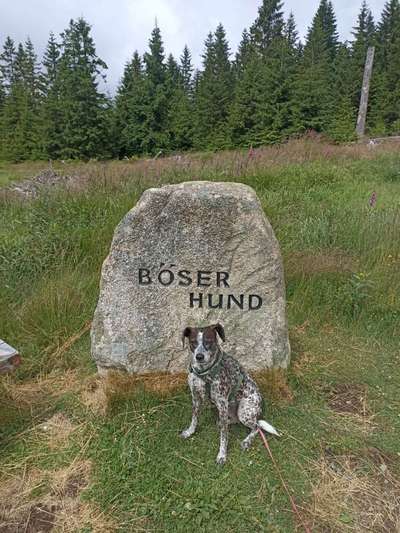 Hundetreffen-Joggen mit Hund-Bild