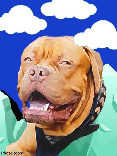 Bordeaux Dogge-Beitrag-Bild