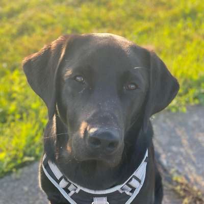 Hundetreffen-Sense Runde