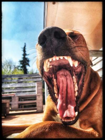 Fotochallenge Nr. 59 - Mein Hund zeigt die Zunge-Beitrag-Bild