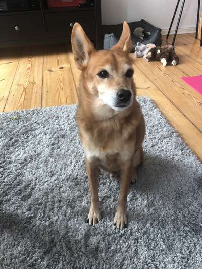 Mischlinge raten - Rätselspaß-Beitrag-Bild