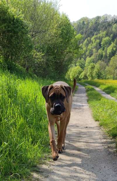 Hundetreffen-Molossertreffen-Bild