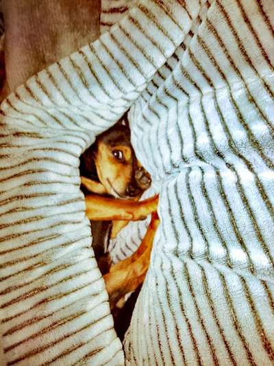 Wo sind die Zwergpinscher?-Beitrag-Bild