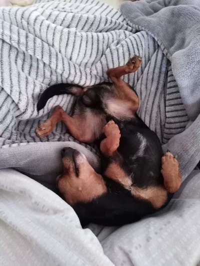 Wo sind die Zwergpinscher?-Beitrag-Bild