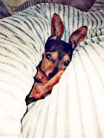 Wo sind die Zwergpinscher?-Beitrag-Bild