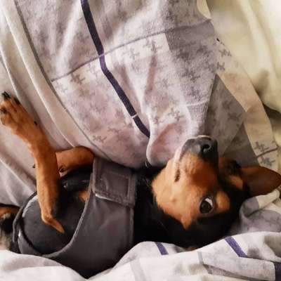 Wo sind die Zwergpinscher?-Beitrag-Bild