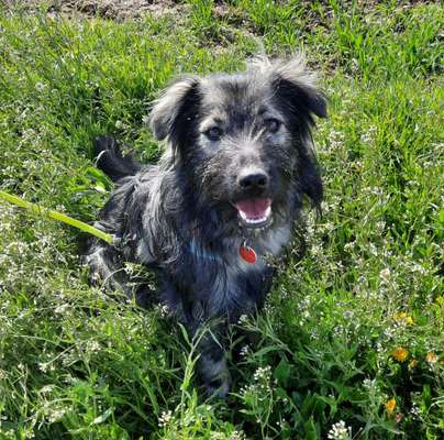 Die Dogorama Monats Challenge "Es grünt und blüht"-Beitrag-Bild