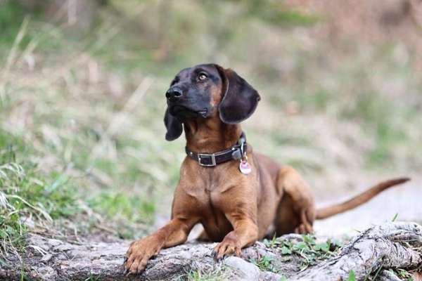 Bayerischer Gebirgsschweißhund-Beitrag-Bild