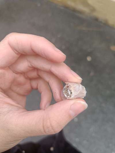 Giftköder-Verdacht auf Giftköder-Bild