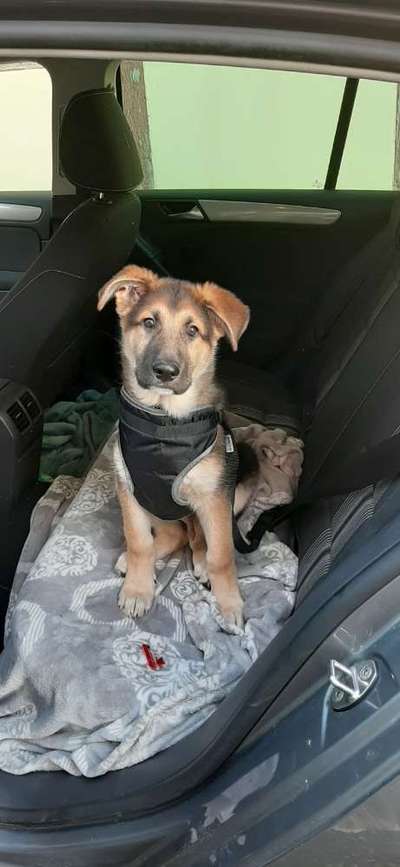 Welpen Bilder !-Beitrag-Bild