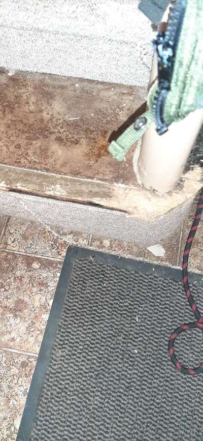 11 monate junghund bringt mich zum verzweifeln-Beitrag-Bild