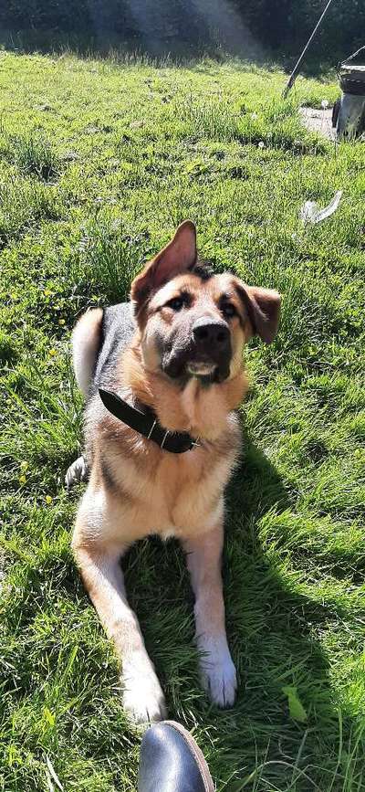 Die Dogorama Monats Challenge "Es grünt und blüht"-Beitrag-Bild