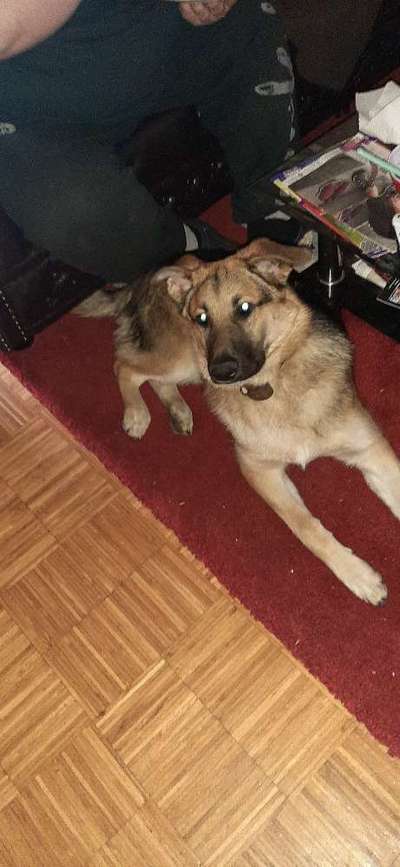 Schäferhund-Beitrag-Bild