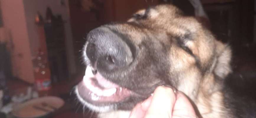 Lustigsten Grimassen von euren Hunden-Beitrag-Bild