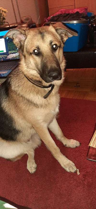 Schäferhund-Beitrag-Bild