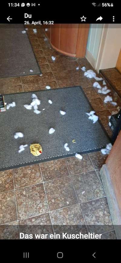 Zeig mir, dass du mit einem hund zusammenlebst....-Beitrag-Bild