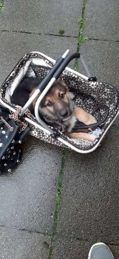 Welpen Bilder !-Beitrag-Bild