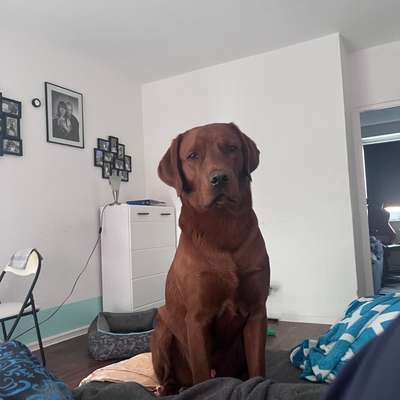 Hundetreffen-Spielkameraden gesucht-Bild