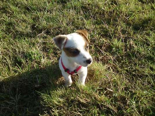 Welpen Bilder !-Beitrag-Bild