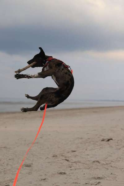 Dogorama Photo Challenge - besondere Eigenschaften-Beitrag-Bild