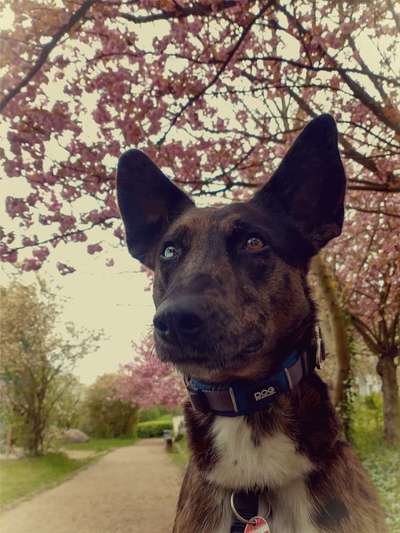 Dogorama Photo Challenge - Frühlingserwachen-Beitrag-Bild