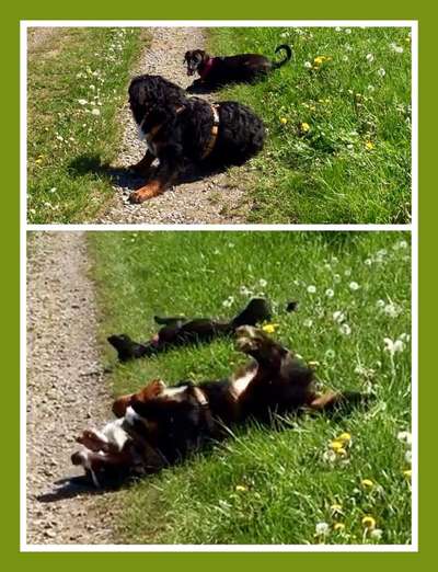 Bester Freund, Hundekumpel - zeigt her!-Beitrag-Bild