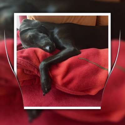 Foto's und Hundemodels-Beitrag-Bild