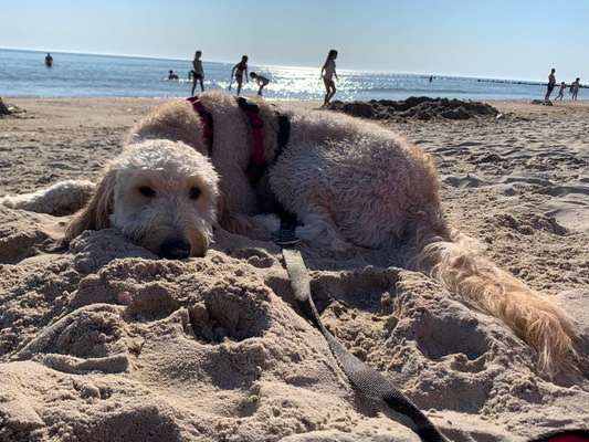 Goldendoodle-Beitrag-Bild