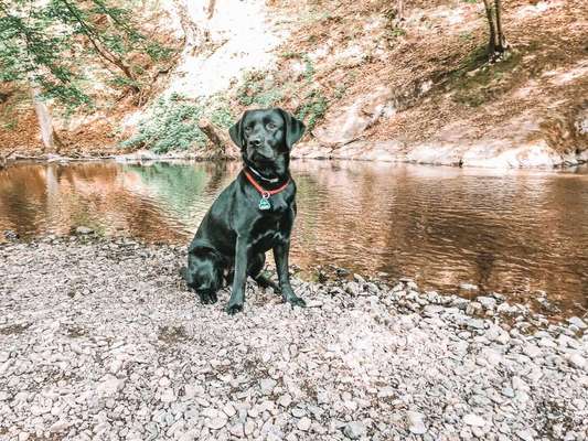 Zeigt mal die schönsten Bilder von euren Hunden !-Beitrag-Bild