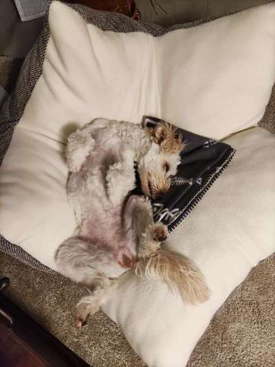 Dogorama Photo Challenge - Zeigt her eure Bäuche-Beitrag-Bild