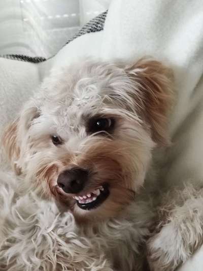 Der Wolf in eurem Hund-Beitrag-Bild