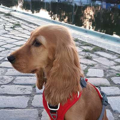 Hundetreffen-Spaziergang/Spielen Karlshorst