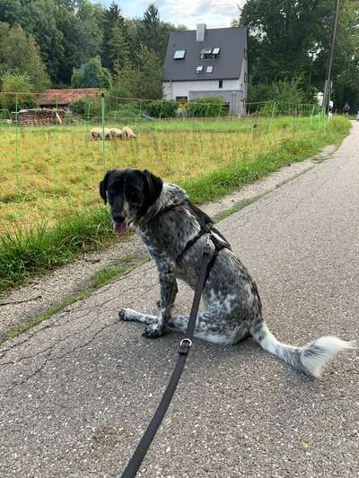 Strassenhunde-Beitrag-Bild