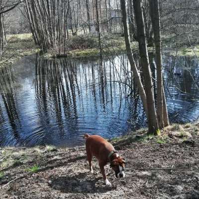 Hundetreffen-Suche für unser 3jähriges Boxermaedel Liebe Hunde, die mit ihr auf unserem Naturgrundstück mit Teich-Bild