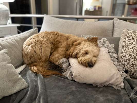 Welche Hunderasse-Beitrag-Bild