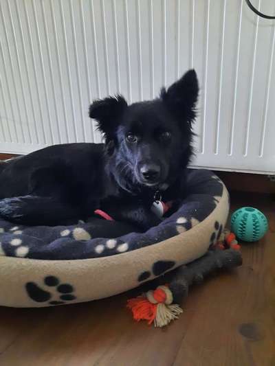 Dogorama Photo Challenge - Der Frühling kommt-Beitrag-Bild