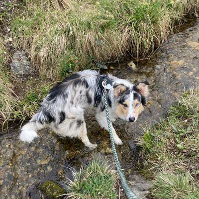 Hundetreffen-Junghundtreffen im bezirk Imst-Profilbild