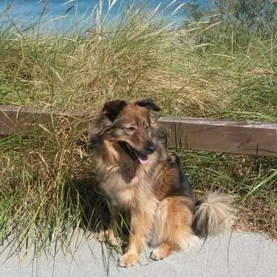 Hunde aus Rumänien-Beitrag-Bild