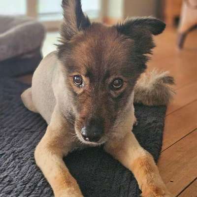 Hunde aus Rumänien-Beitrag-Bild