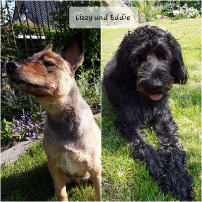 Unsere Fellnasen-Vielfalt im Überblick!-Beitrag-Bild