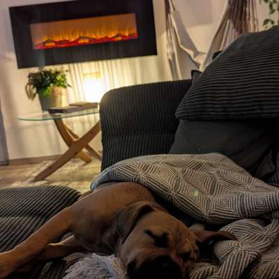 Hundetreffen-🐾 Junge Spielpartner für Molly in Hannover Waldheim gesucht-Bild